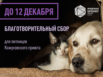 Новогодняя посылка для хвостатых